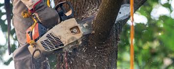 How Our Tree Care Process Works  in  Santa Anna, TX