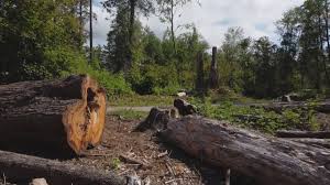 How Our Tree Care Process Works  in  Santa Anna, TX