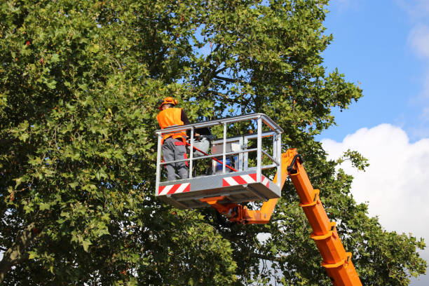 Lawn Maintenance Plans in Santa Anna, TX