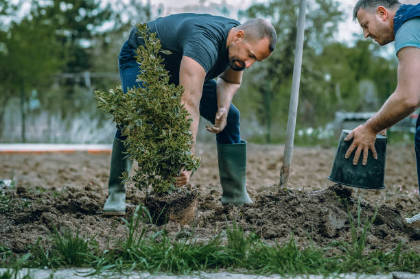 Reliable Santa Anna, TX Tree Services Solutions