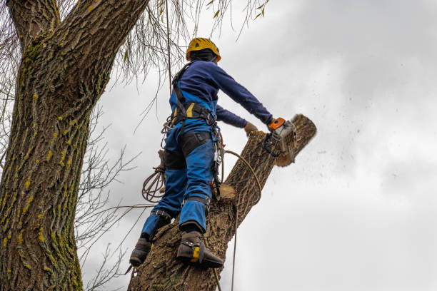 Best Tree Cabling and Bracing  in Santa Anna, TX