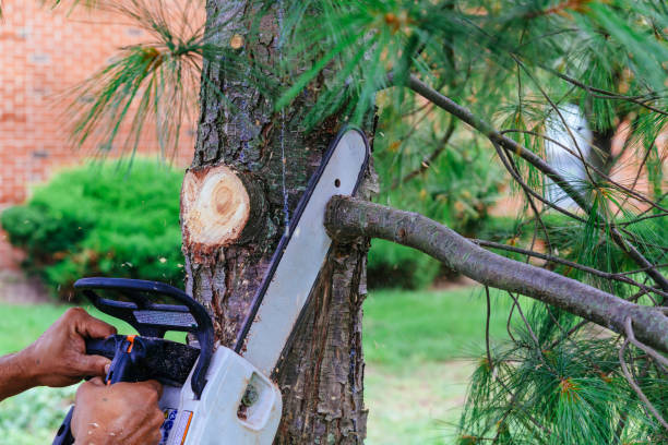 Best Emergency Tree Removal  in Santa Anna, TX